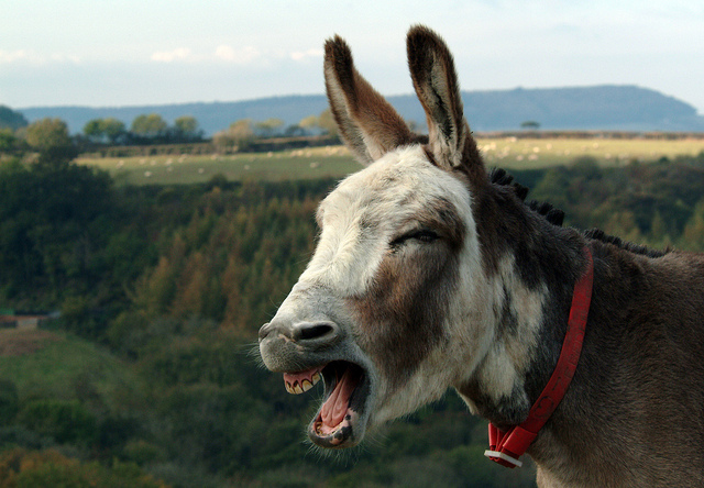 stubborn mule by Donkey Sanctuary Press Images