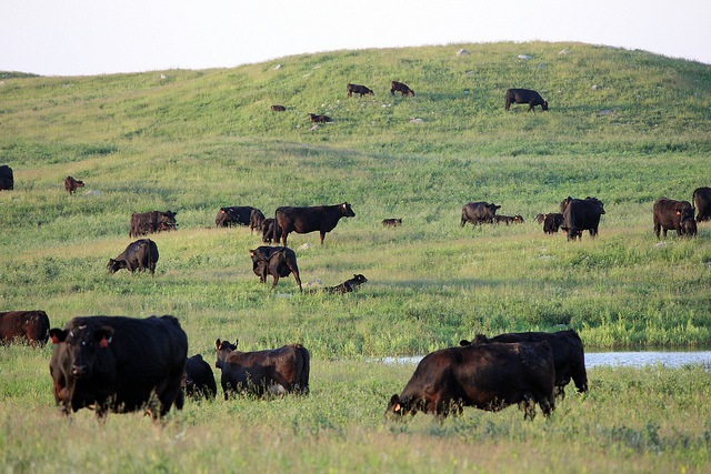 cattle_pasture_2_carl dahlen by David Haasser